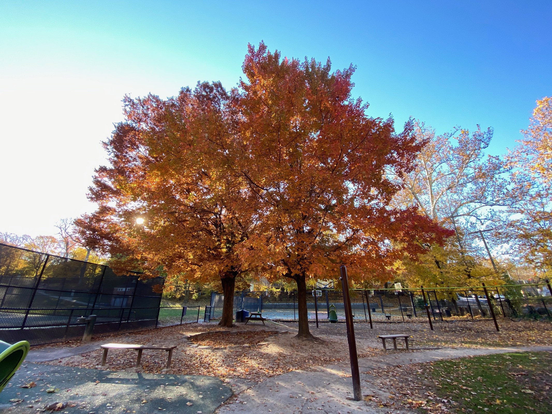 Vibrant orange and gold autumn tree in Hastings-on-Hudson